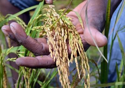 Myanmar exports over 1.4 million metric tonnes of rice, broken rice in mini-budget period