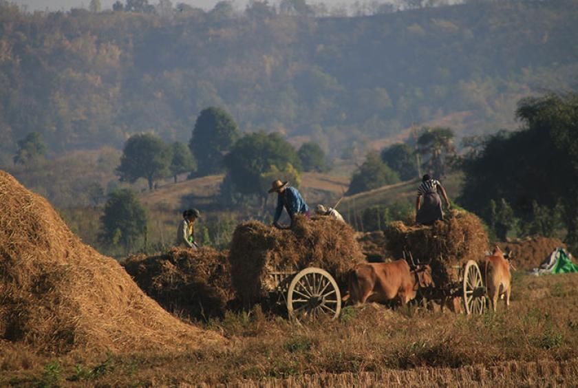 Myanmar agriculture receives US$3.5mil of foreign investment in eight months of 2022-2023 FY