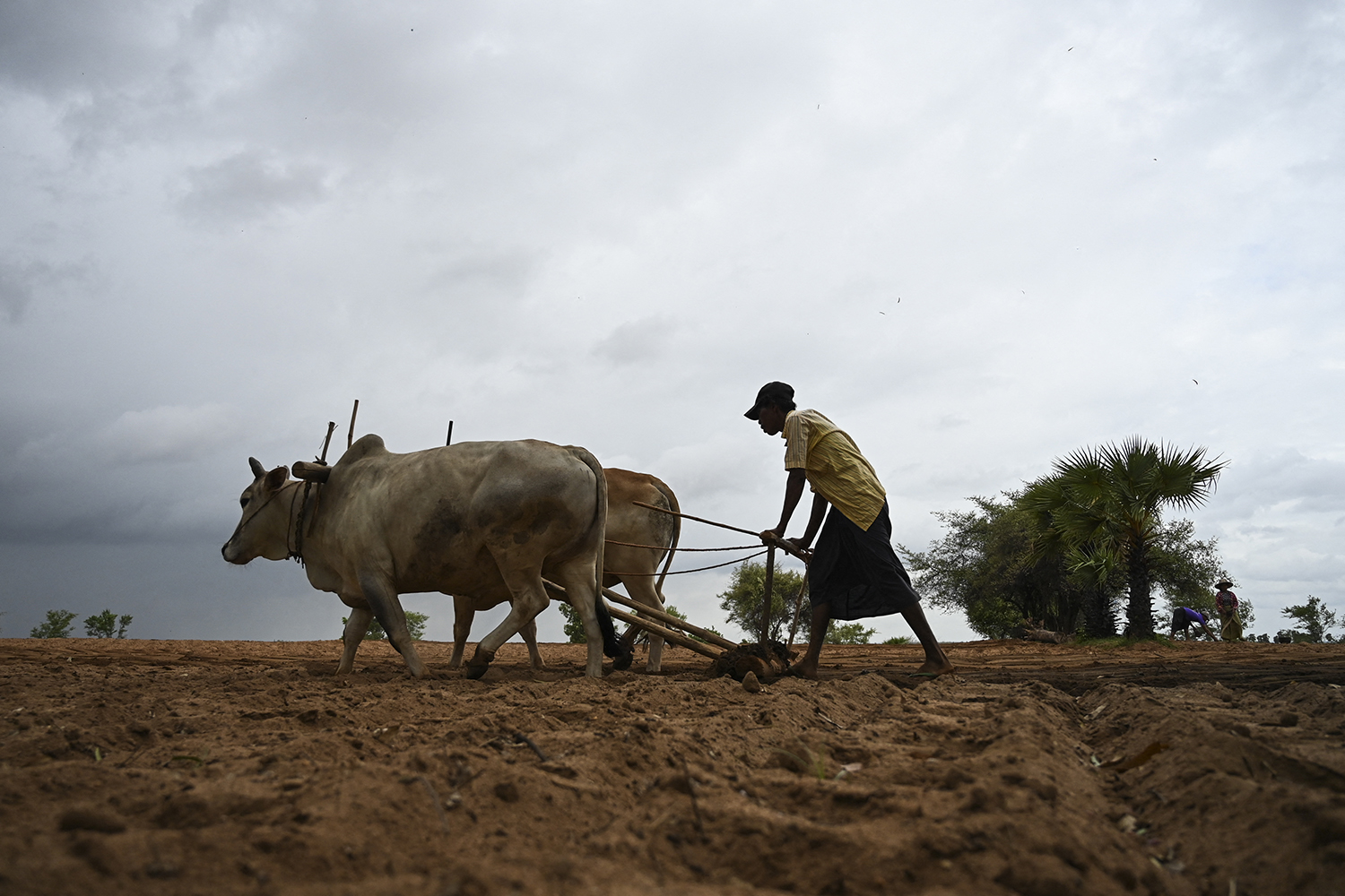 Growing debt: Myanmar farmers suffer from dwindling bean market