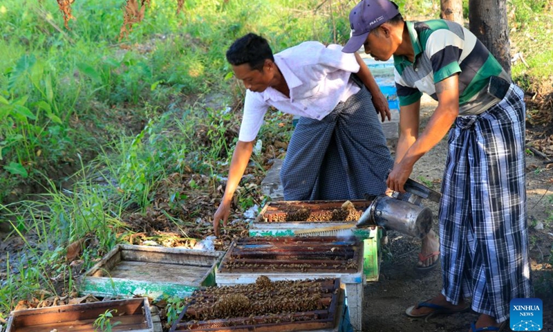 Myanmar's beekeeping industry boosts agriculture, honey production